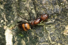 Camponotus nicobarensis