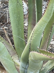 Agave aurea