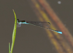 Aciagrion borneense