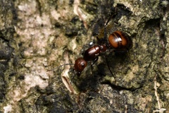 Camponotus nicobarensis