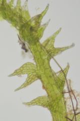 Fuscocephaloziopsis leucantha