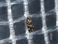 Barea eucapnodes