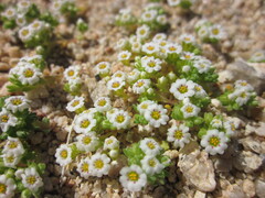 Linanthus maculatus maculatus