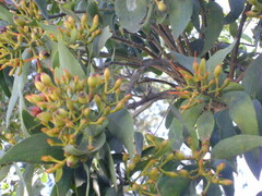 Psittacanthus schiedeanus