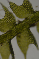 Fuscocephaloziopsis leucantha