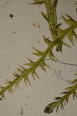 Fuscocephaloziopsis leucantha