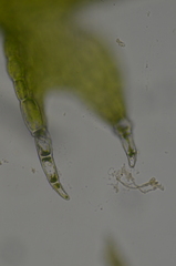 Fuscocephaloziopsis leucantha