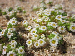 Linanthus maculatus maculatus