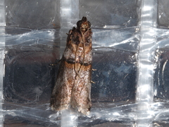 Conobathra hemichlaena