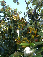 Psittacanthus schiedeanus