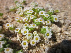 Linanthus maculatus maculatus