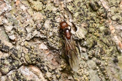 Camponotus nicobarensis