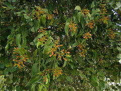 Psittacanthus schiedeanus