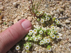 Linanthus maculatus maculatus