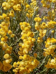 Chrysocephalum semipapposum