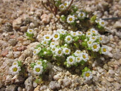 Linanthus maculatus maculatus
