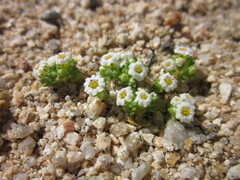 Linanthus maculatus maculatus