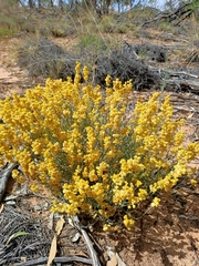 Chrysocephalum semipapposum