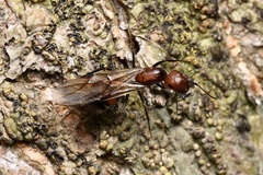 Camponotus nicobarensis