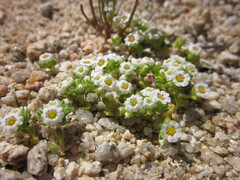 Linanthus maculatus maculatus