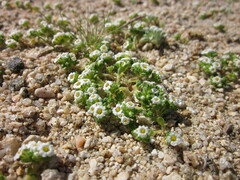 Linanthus maculatus maculatus