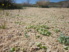 Linanthus maculatus maculatus