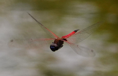 Tramea transmarina