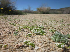 Linanthus maculatus maculatus