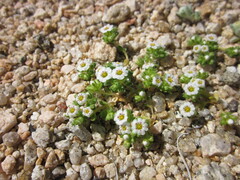 Linanthus maculatus maculatus