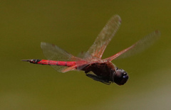 Tramea transmarina
