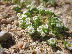 Linanthus maculatus maculatus
