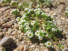 Linanthus maculatus maculatus