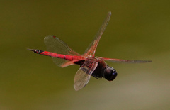 Tramea transmarina