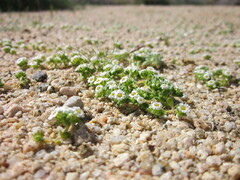 Linanthus maculatus maculatus