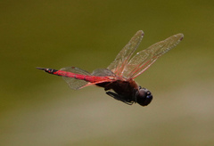 Tramea transmarina