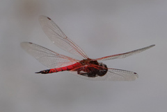 Tramea transmarina