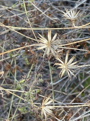 Adenophyllum speciosum