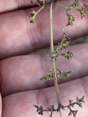 Adenophyllum speciosum