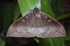 Ischyja manlia