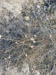 Adenophyllum speciosum