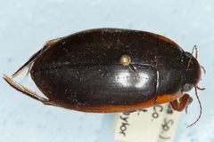 Dytiscus verticalis