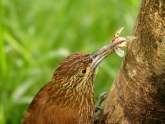 Xiphocolaptes promeropirhynchus