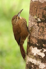 Xiphocolaptes promeropirhynchus