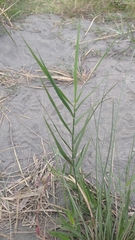 Phragmites karka