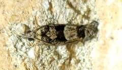 Pseudexentera hodsoni
