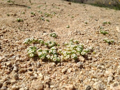Linanthus maculatus maculatus