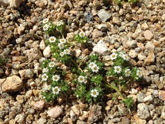 Linanthus maculatus maculatus