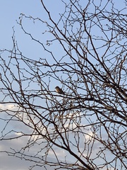 Chondestes grammacus