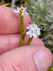 Veronica lycopodioides