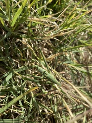 Acrida conica
